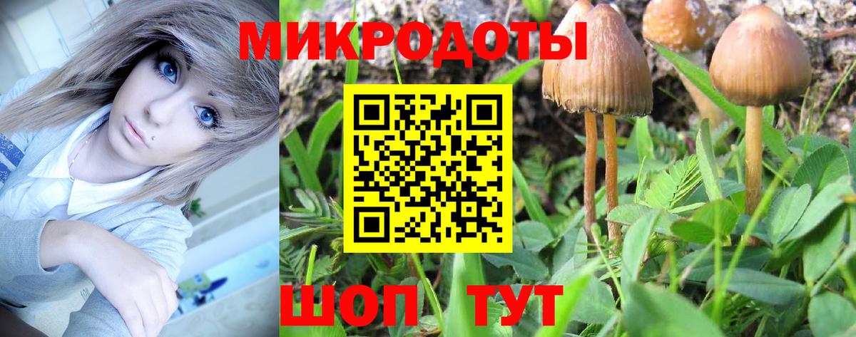 Псилоцибиновые грибы Psilocybine cubensis Карачаевск